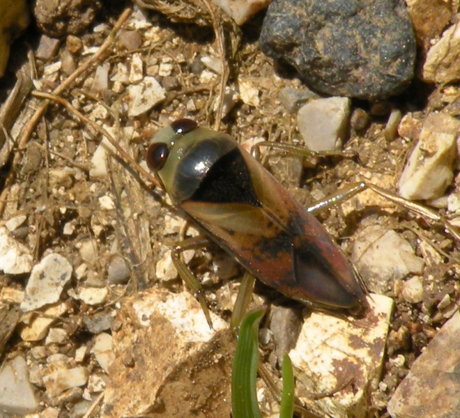 Notonectidae